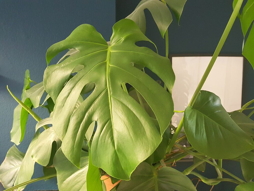 monstera stekken gatenplant