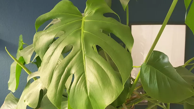 monstera stekken monstera stekken gatenplant