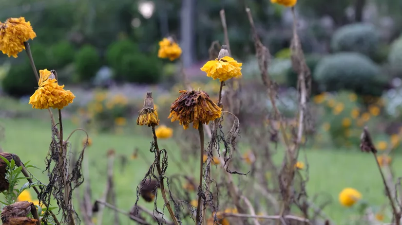 Breng verlepte tuinplanten tot leven! Breng verlepte tuinplanten tot leven!