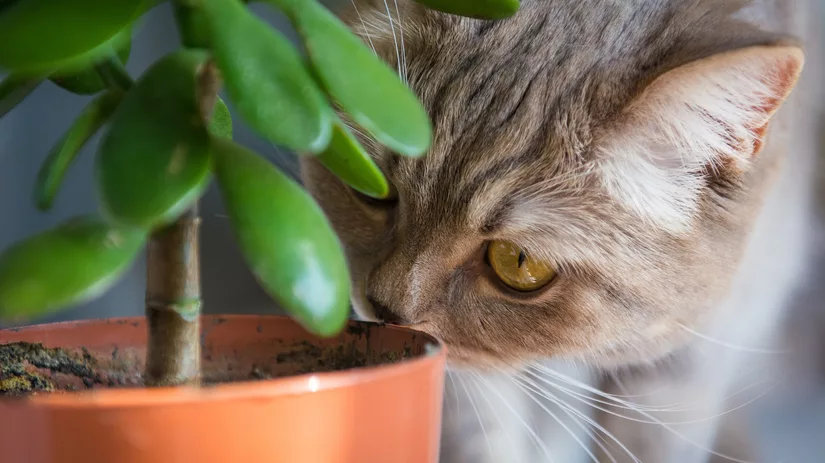 8 katvriendelijke kamerplanten 8 katvriendelijke kamerplanten