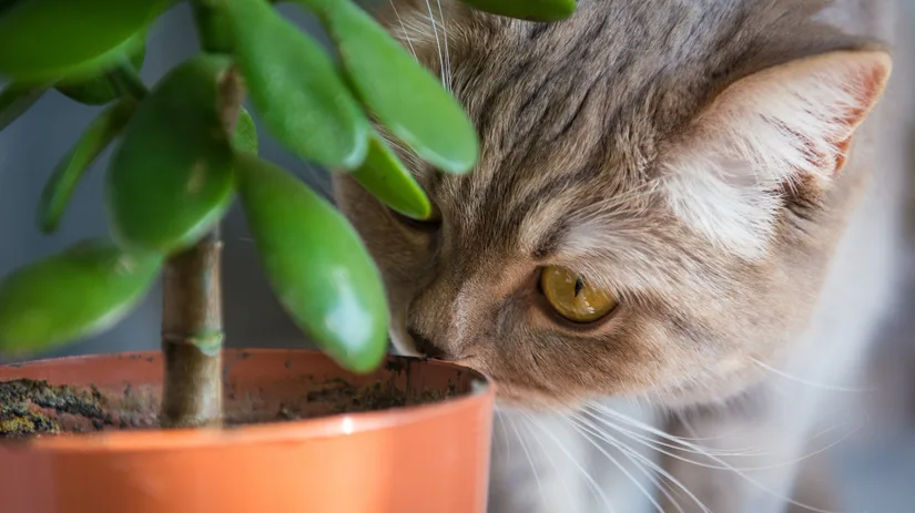8 katvriendelijke kamerplanten 8 katvriendelijke kamerplanten