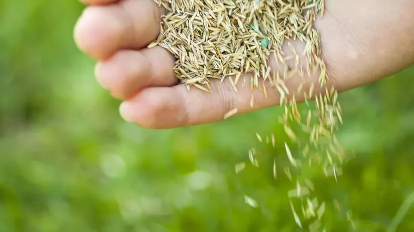 Hoe lang duurt gras zaaien? Hoe lang duurt gras zaaien?