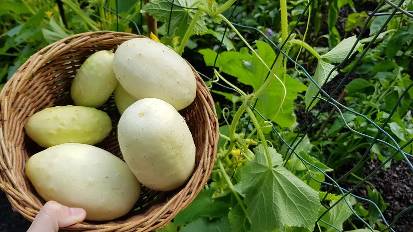 Komkommersalade maken Komkommersalade maken