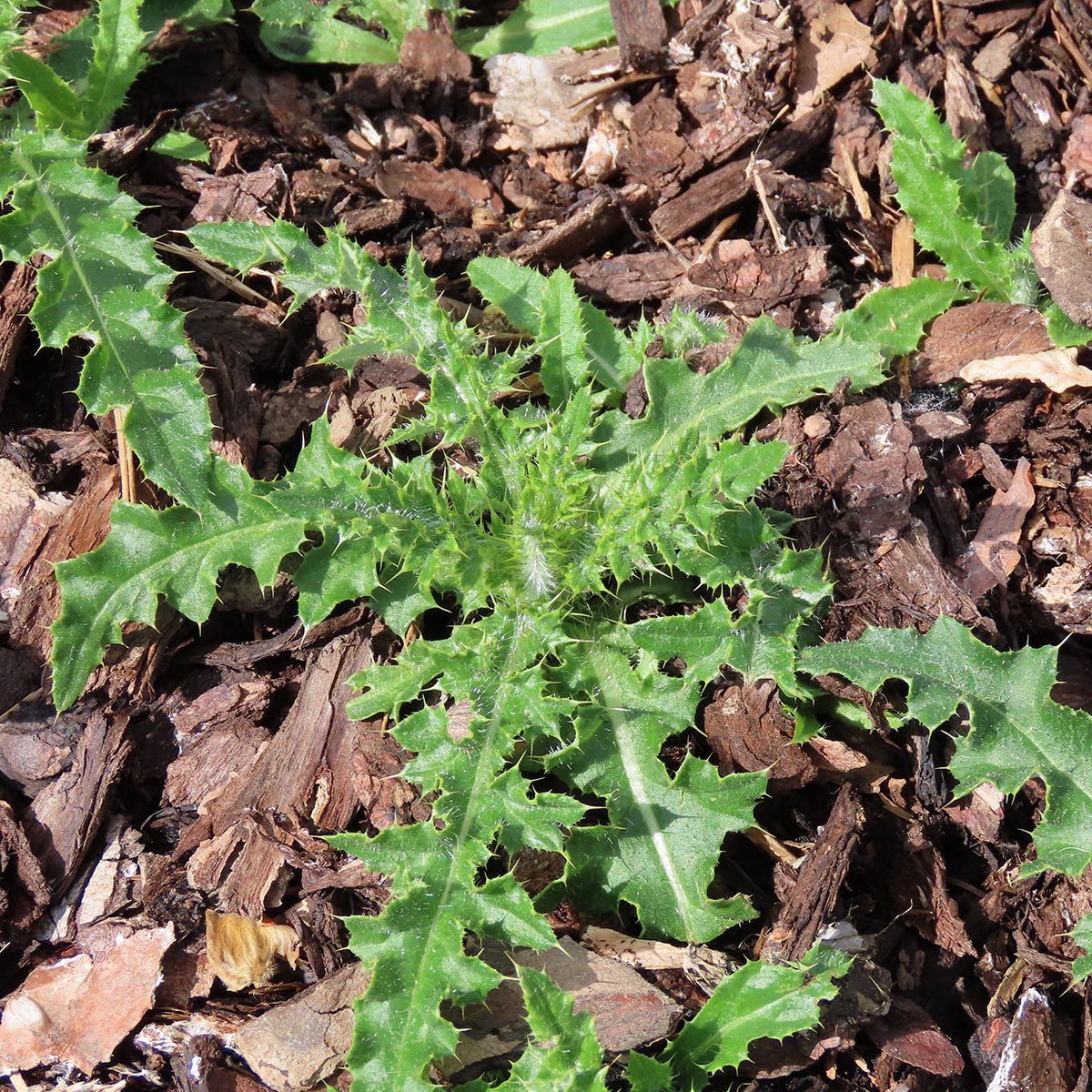 Distel
