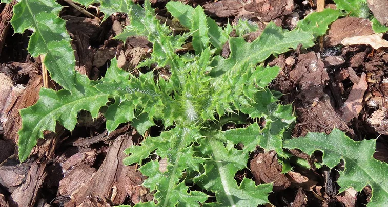 distel