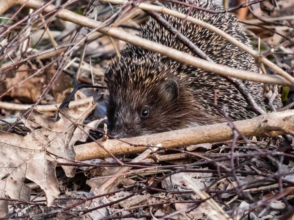 Tips voor egels in de winter