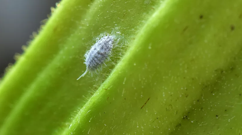 wolluis-bestrijden-cluster-header wolluis bestrijden