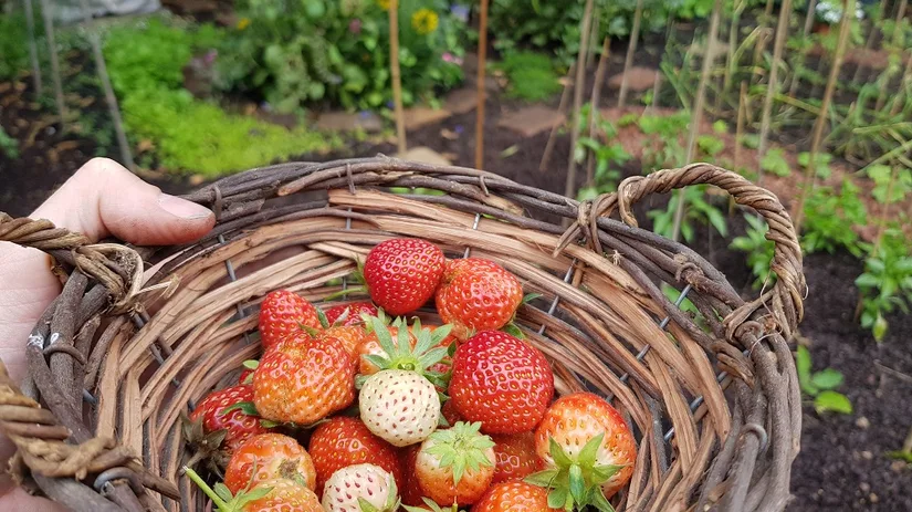 moestuin moestuin