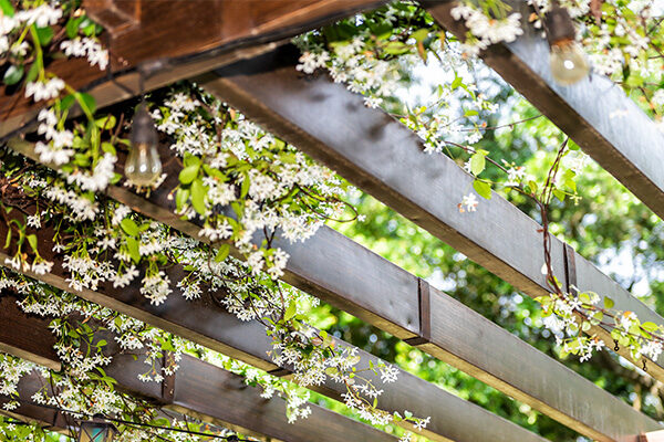Groene klimmers: geschikte klimplanten voor een pergola 