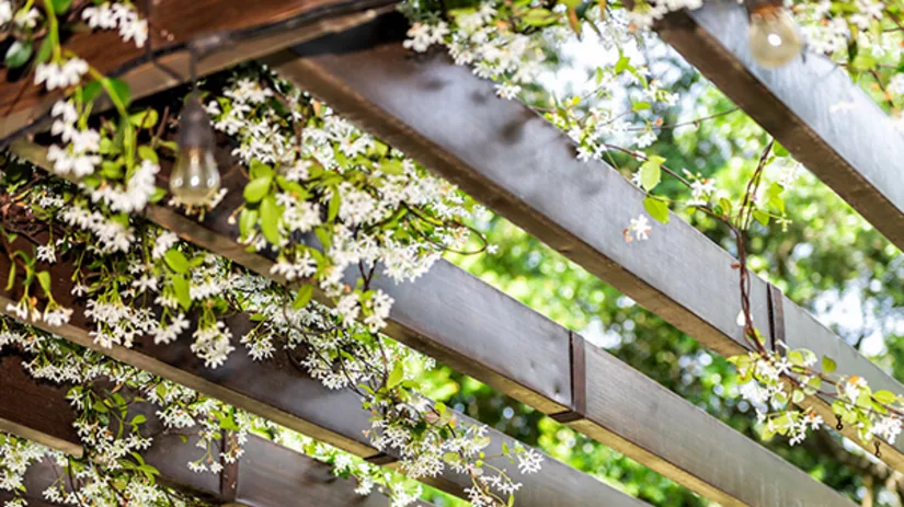 Groene klimmers: geschikte klimplanten voor een pergola Groene klimmers: geschikte klimplanten voor een pergola