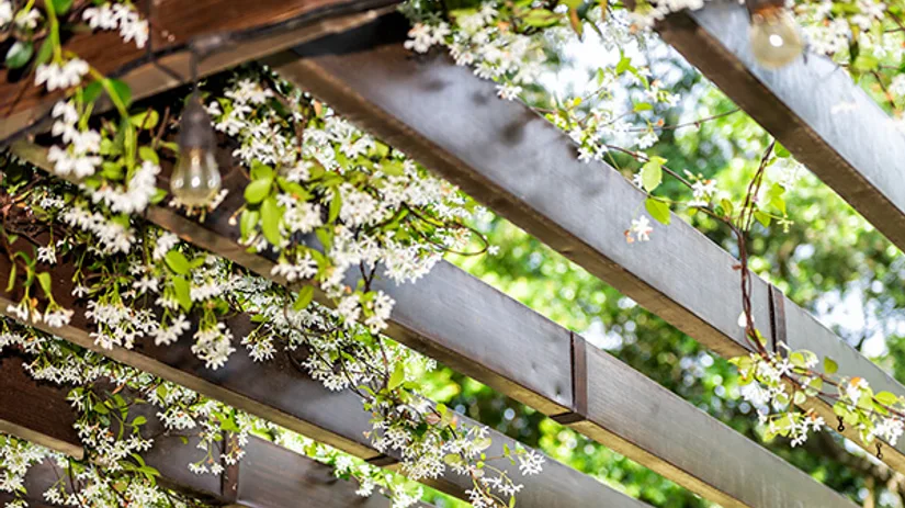 Groene klimmers: geschikte klimplanten voor een pergola Groene klimmers: geschikte klimplanten voor een pergola