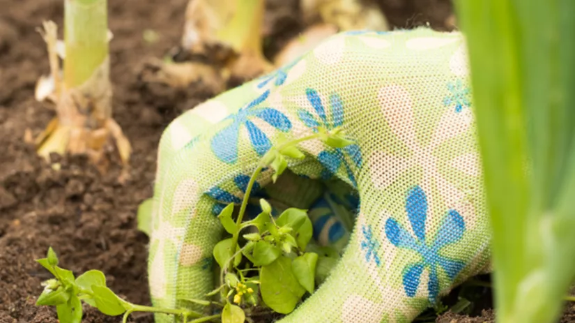 moestuinonkruid moestuinonkruid