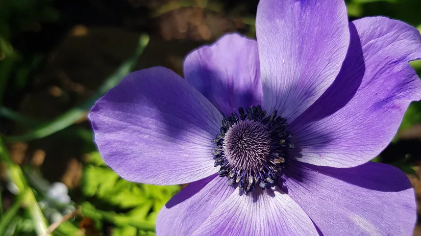 bloemen-annemone-floor bloemen-annemone-floor