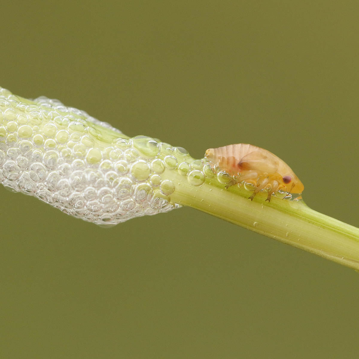 schuimbeestje bestrijden