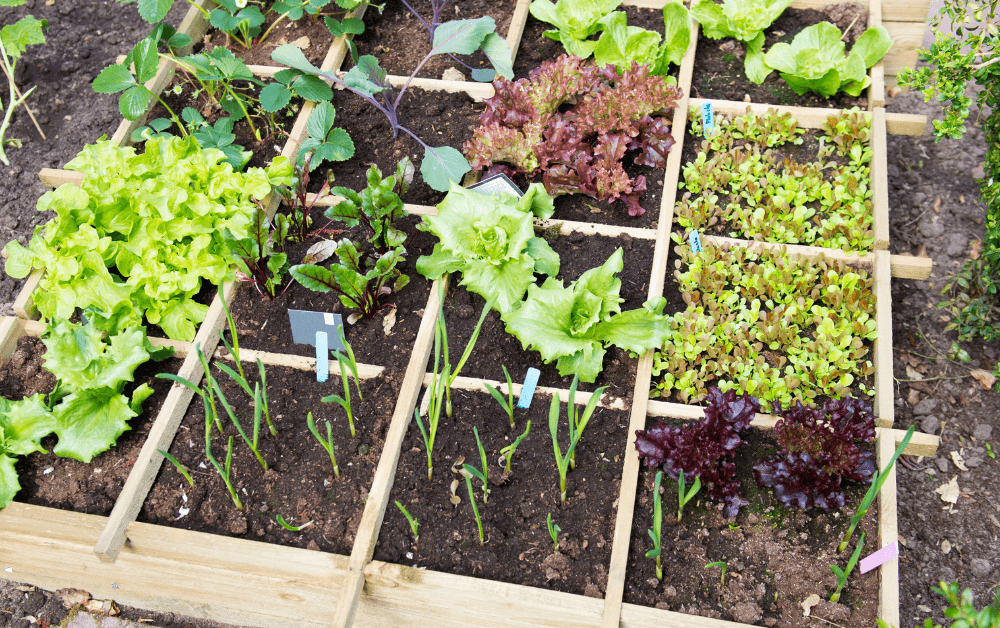 Moestuin aanleggen