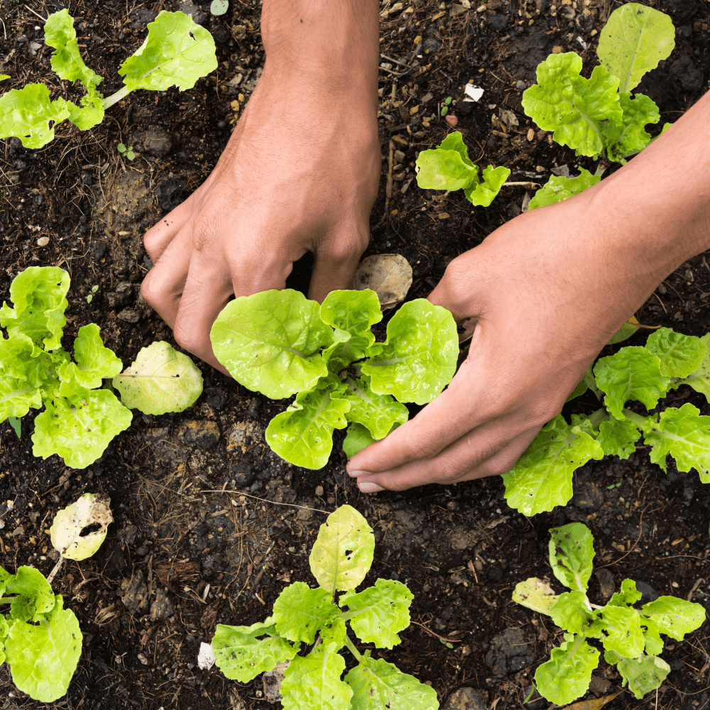 Zaaikalender moestuin
