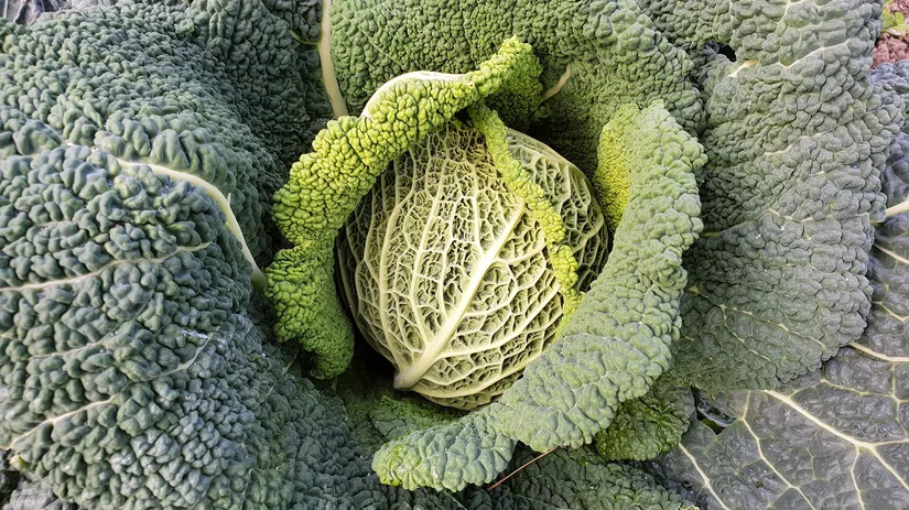 Diana Foto 1 Savooikool.jpg Diana Foto 1 Savooikool.jpg