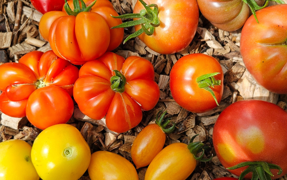 Tomaten verzorgen Tomaten verzorgen