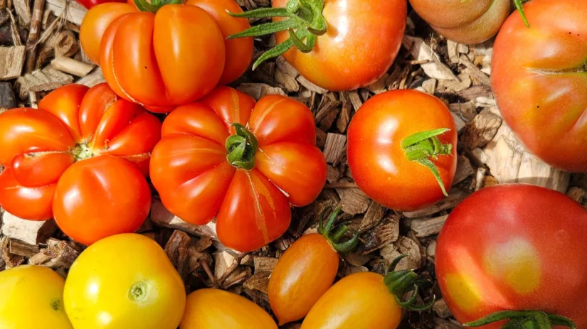 Tomaten verzorgen Tomaten verzorgen