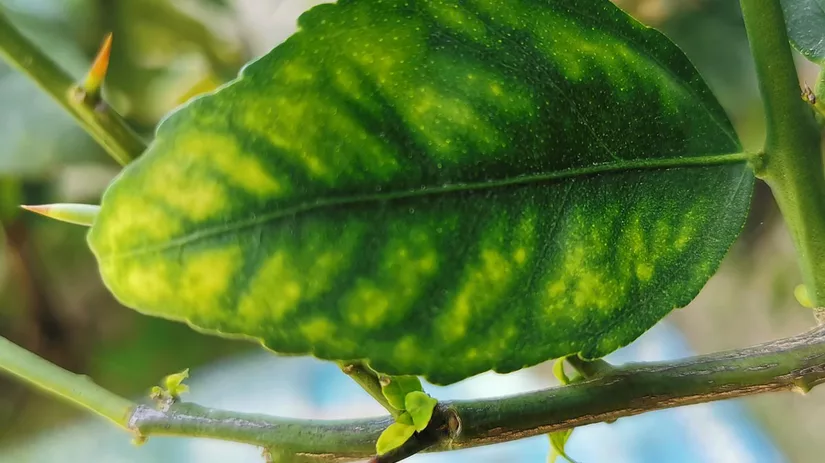 magnesiumtekort-magnesium-deficiency magnesiumtekort-magnesium-deficiency