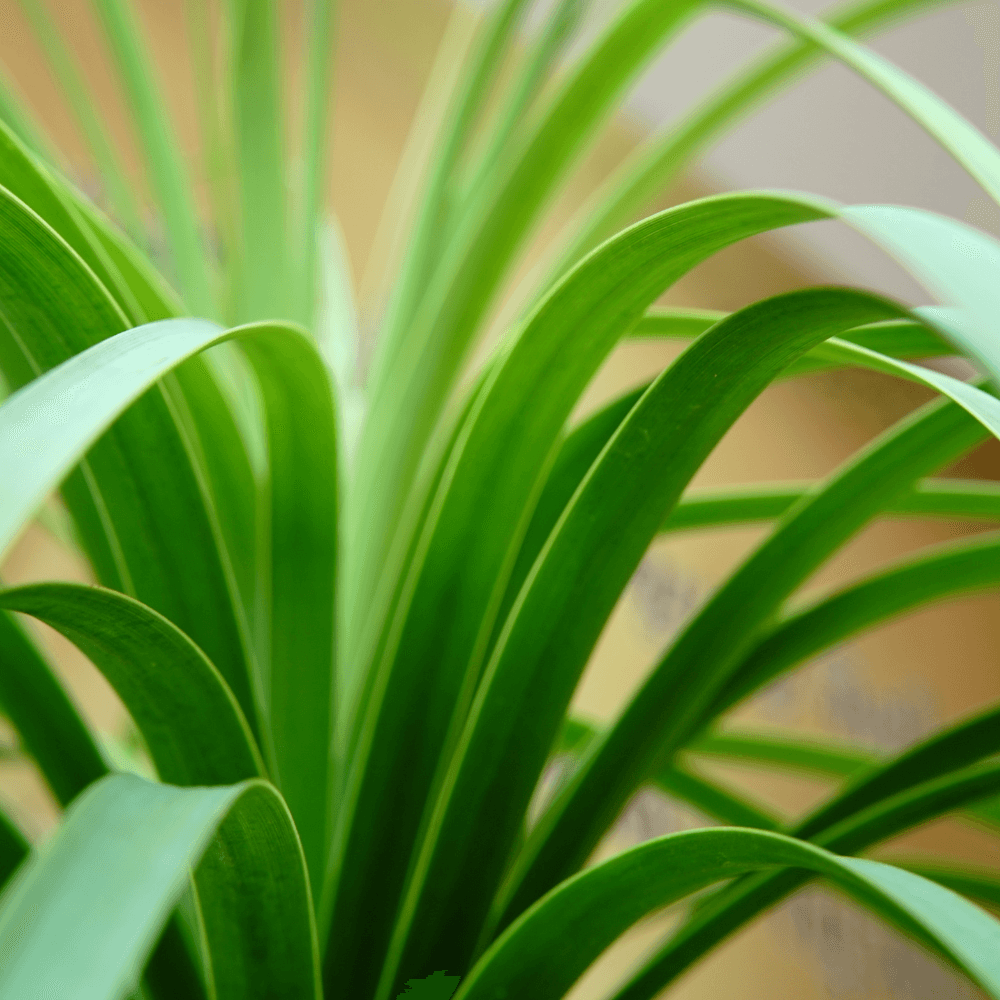 Grote groene plantbladeren spreiden zich uit en buigen zacht naar buiten, overlappend in een close-up tegen een warme, onscherpe beige achtergrond binnenshuis.