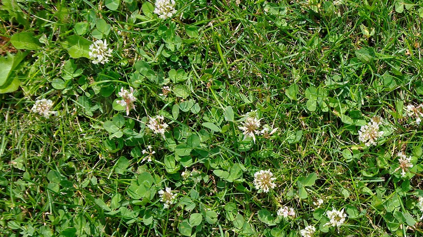 klaver-in-gazons Klaver in gazon