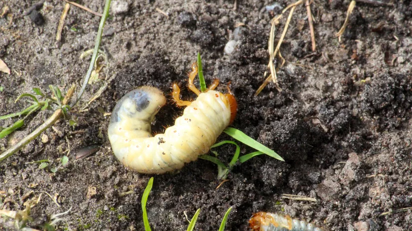 Heb ik engerlingen of emelten? Heb ik engerlingen of emelten?