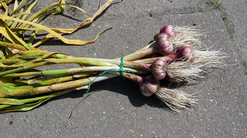 knoflook oogst knoflook oogst