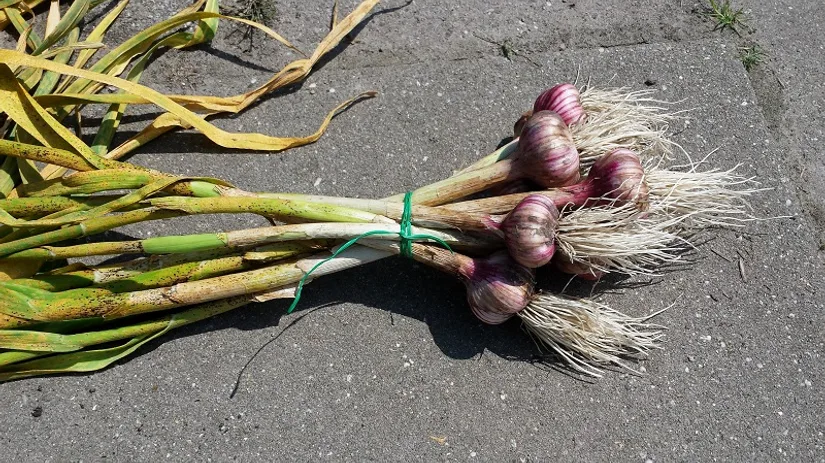 knoflook oogst knoflook oogst