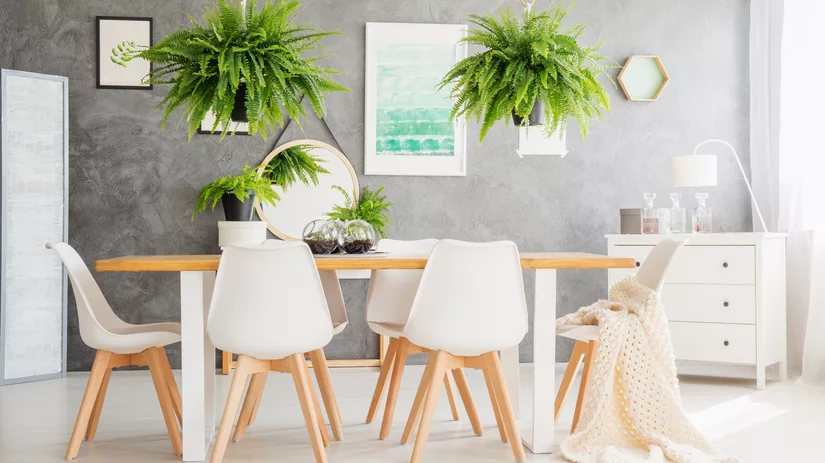 De Top 3 varens voor in huis De Top 3 varens voor in huis