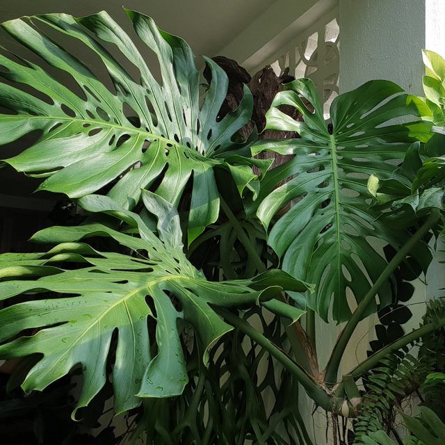 Monstera / Gatenplant verzorging & tips - Pokon