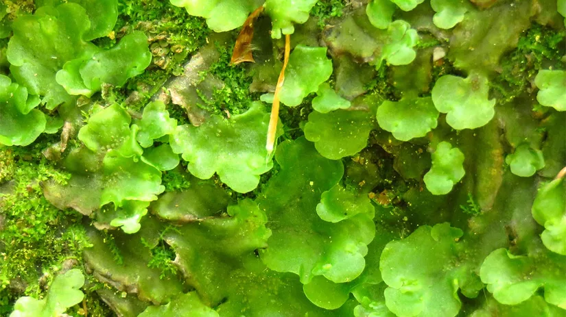 levermos-liverwort levermos-liverwort