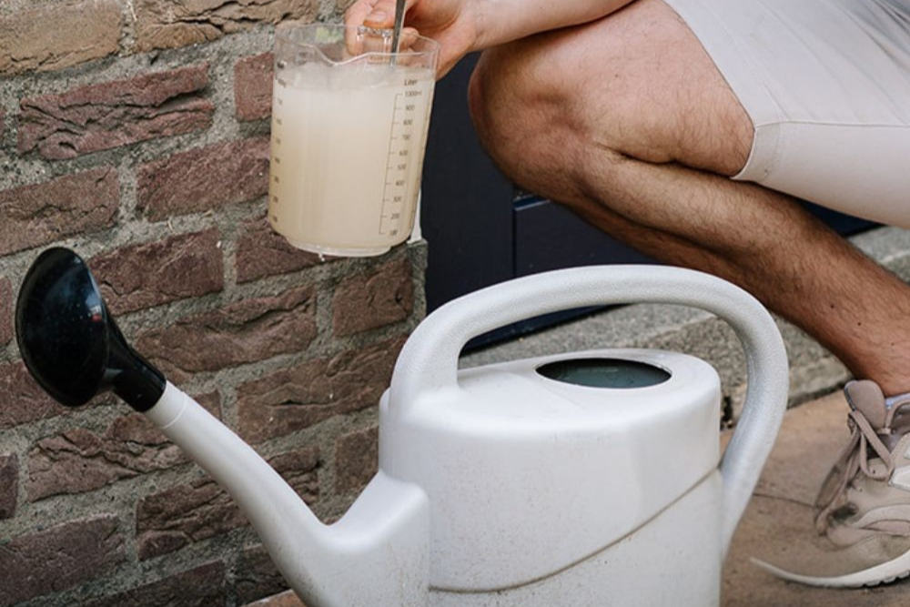 Wanneer aaltjes inzetten?