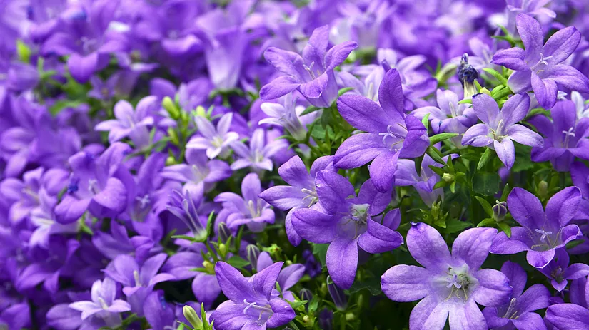 Campanula: Veelzijdige toevoeging voor binnen en buiten Campanula: Veelzijdige toevoeging voor binnen en buiten