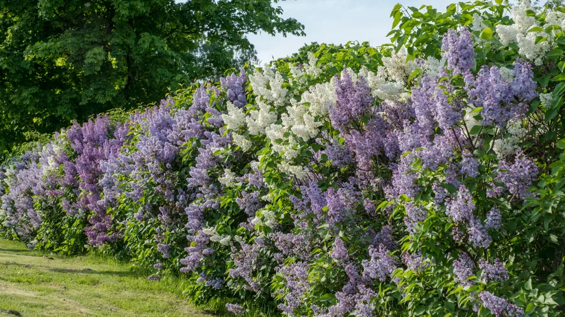 De perfecte planten voor meer privacy De perfecte planten voor meer privacy