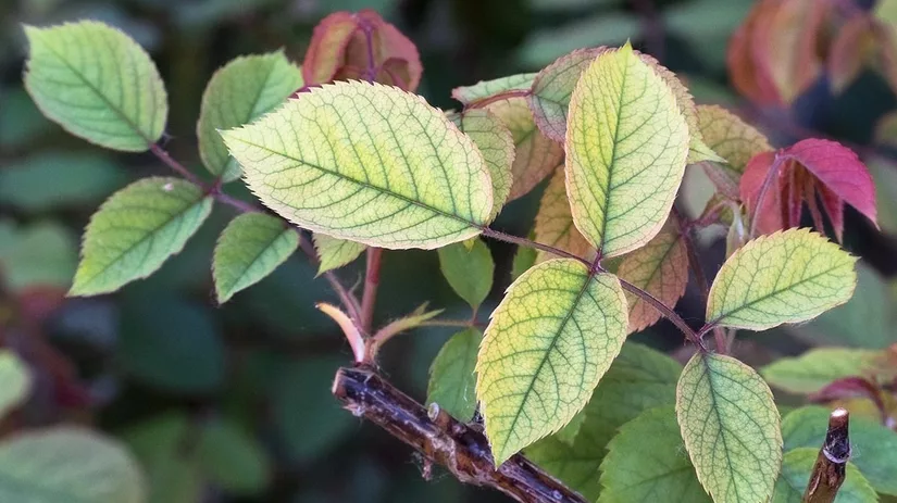 stikstoftekort-nitrogen-deficiency stikstoftekort-nitrogen-deficiency