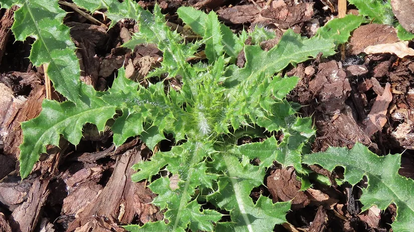 distel distel
