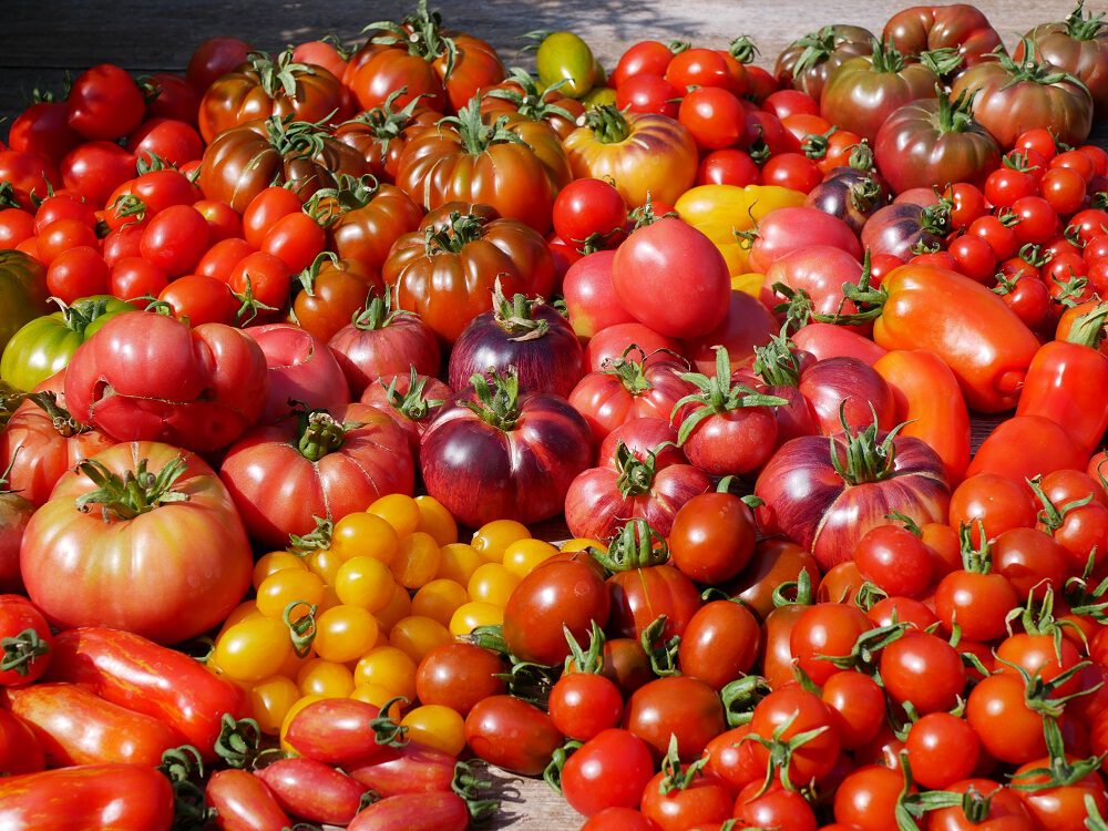 diana-foto-5-tomaten-oogst