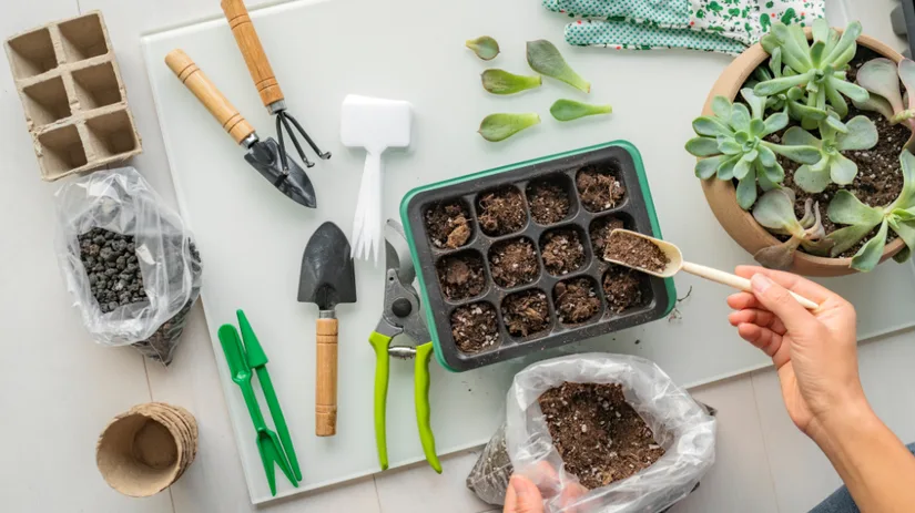 Moestuin budgettips voor beginners Moestuin budgettips voor beginners