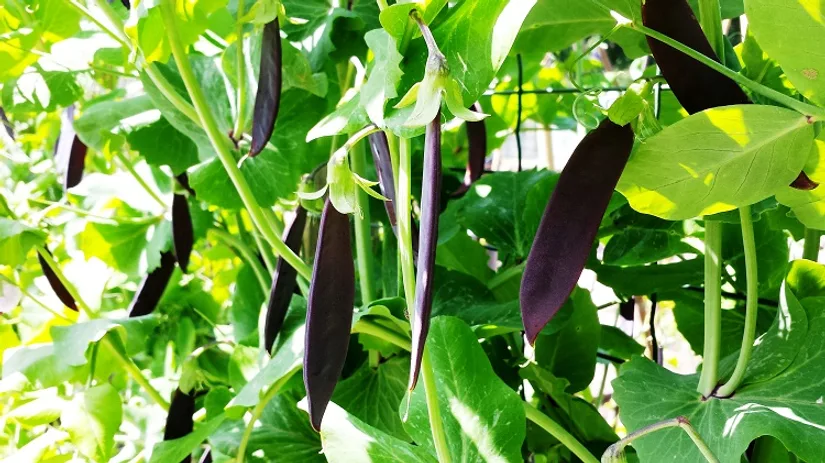Kapucijners Diana Pokon Moestuin Kapucijners Diana Pokon Moestuin