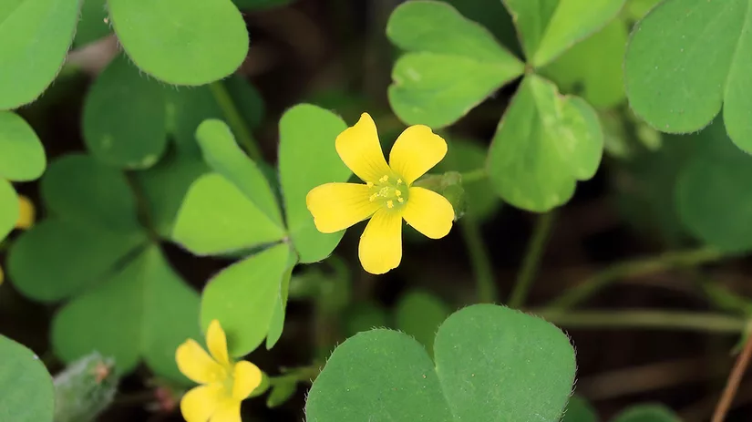 klaverzuring-in-gazon Klaver bestrijden