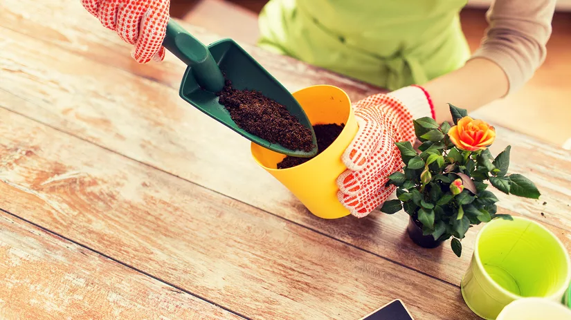 Kleurrijke planten en kleurrijke potten Kleurrijke planten en kleurrijke potten
