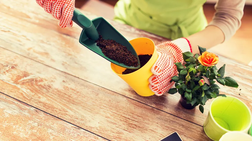 Kleurrijke planten en kleurrijke potten Kleurrijke planten en kleurrijke potten