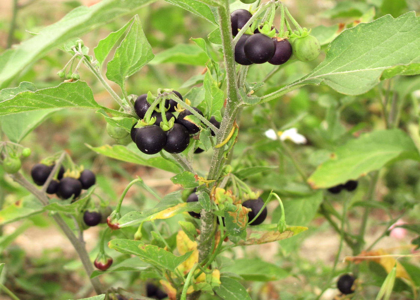 zwarte nachtschade giftig