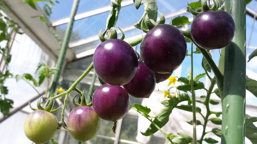 diana-foto-3-tomaat-fahrenheit-blues-onrijp.jpg diana-foto-3-tomaat-fahrenheit-blues-onrijp.jpg