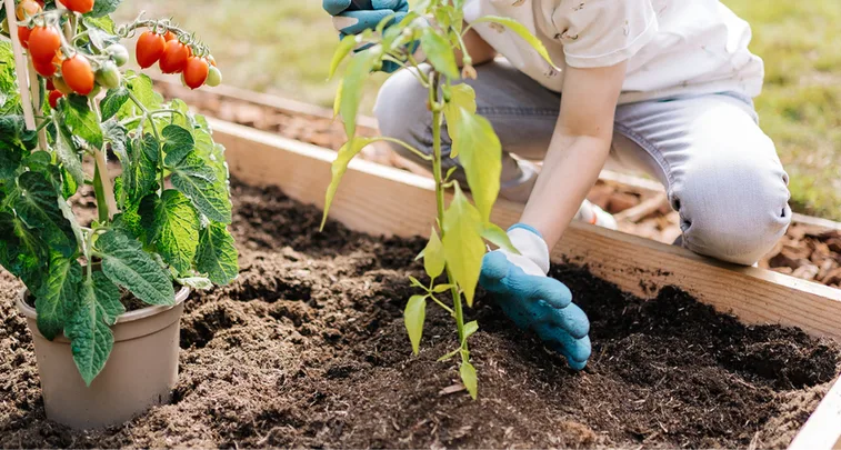 Wanneer moestuin beginnen