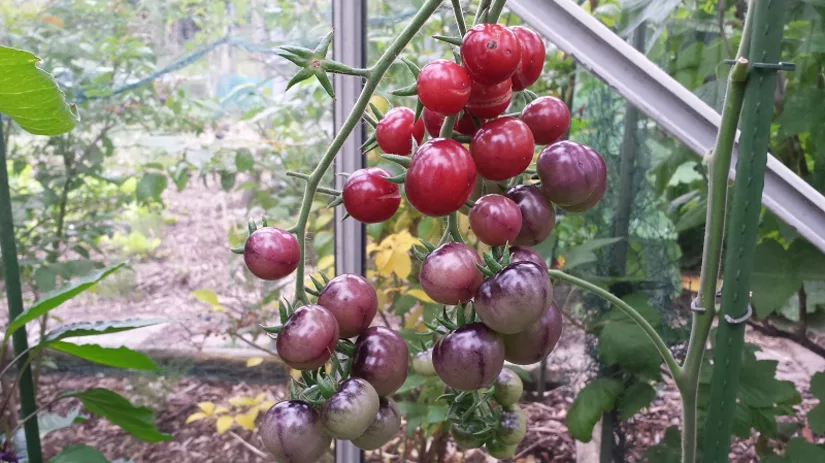 tomaten rassen tomaten rassen