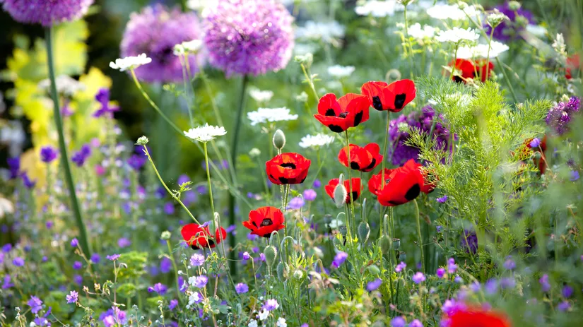 Wilde bloemenweide aanleggen Wilde bloemenweide aanleggen