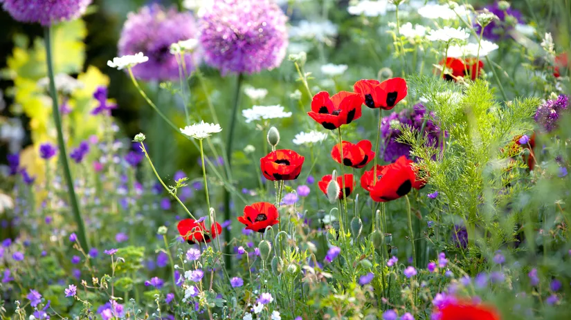 Wilde bloemenweide aanleggen Wilde bloemenweide aanleggen
