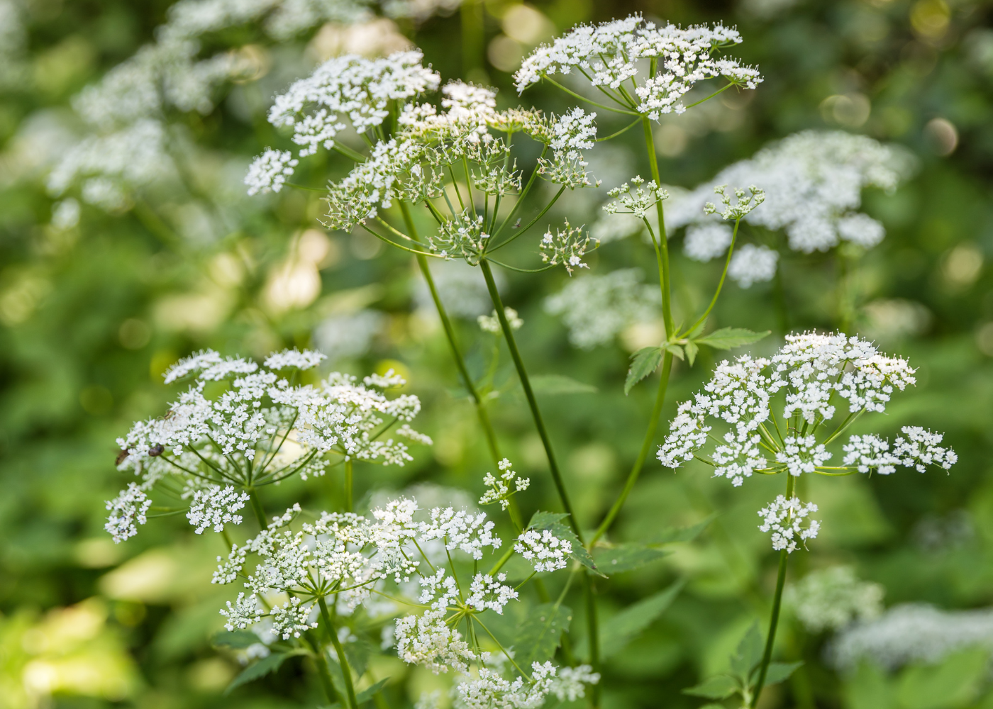 zevenblad bestrijden